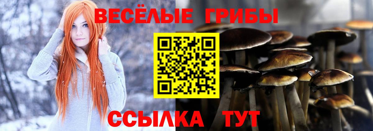Псилоцибиновые грибы Psilocybine cubensis Дятьково
